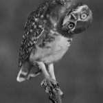 tumblr_nmuotqIxdc1s1mpq9o1_500-2